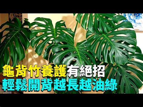 龜背芋|3 分鐘認識龜背芋照顧 、種植方法，綠手指必讀完整介。